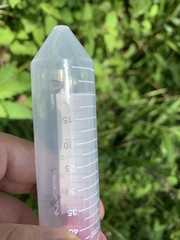 Paranthrenopsis editha