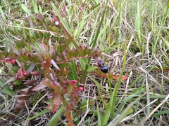 Vaccinium crenatum