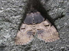 Sinarella punctalis