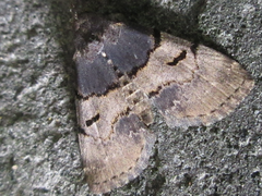 Sinarella punctalis