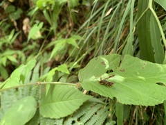 Paranthrenopsis editha