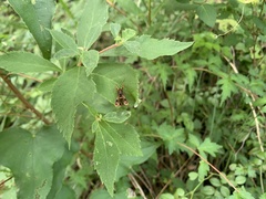 Paranthrenopsis editha