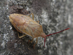 Homoeocerus dilatatus