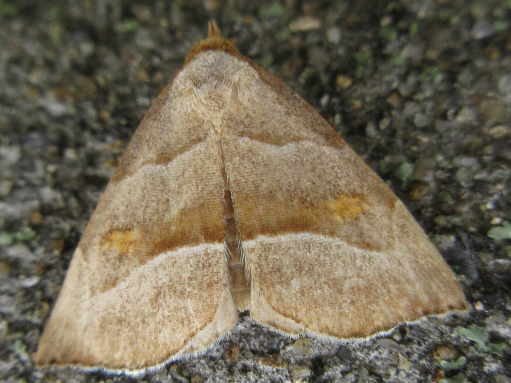 Paragabara flavomacula