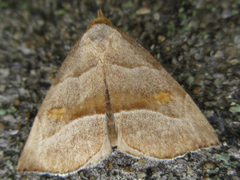 Paragabara flavomacula