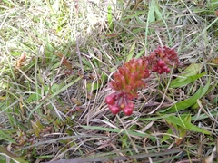 Vaccinium crenatum