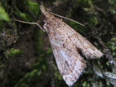 Microchilo inexpectellus