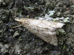 Microchilo inexpectellus