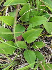 Helianthus occidentalis