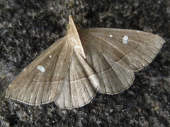 Cidariplura gladiata