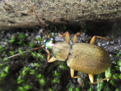 Chlaenius variicornis