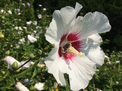 Bombus griseocollis
