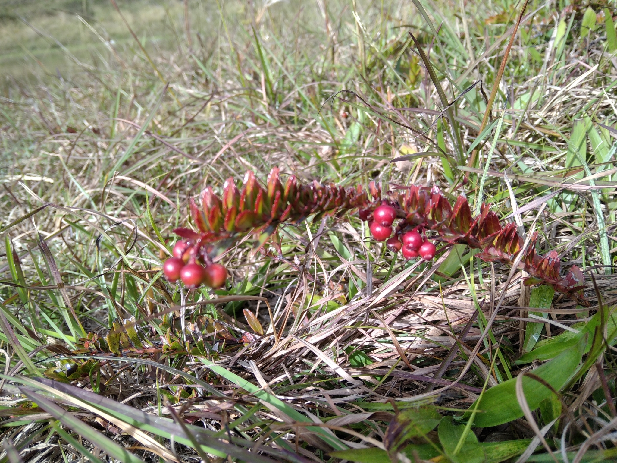 Vaccinium crenatum image