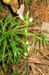 Bartonia paniculata