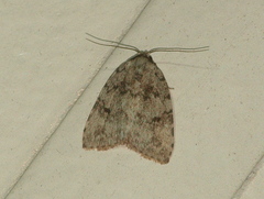 Tolpia conscitulana