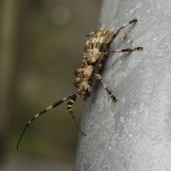 Hexatricha pulverulenta