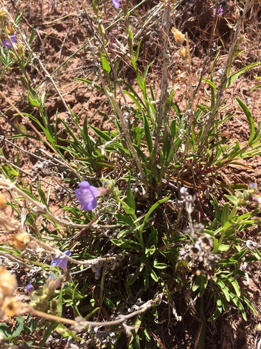 Lapoint beardtongue (Penstemon goodrichii)