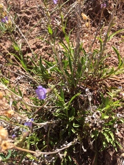 Penstemon goodrichii
