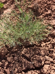 Astragalus hamiltonii