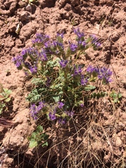 Phacelia corrugata