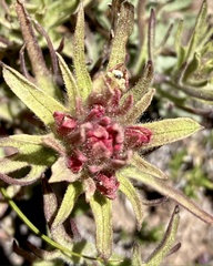 Castilleja nana