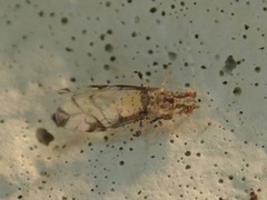 Sarucallis kahawaluokalani