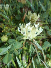 Trifolium fucatum