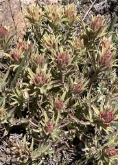 Castilleja nana