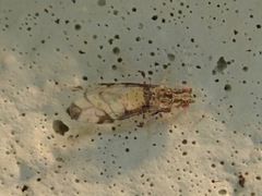 Sarucallis kahawaluokalani