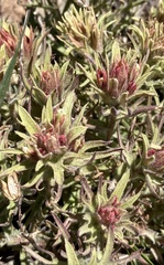 Castilleja nana