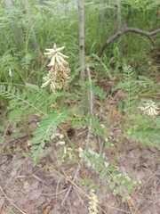 Astragalus uliginosus