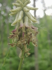 Astragalus uliginosus