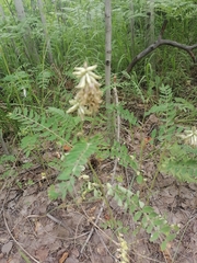 Astragalus uliginosus