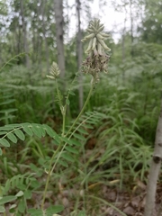 Astragalus uliginosus