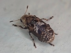 Euparius