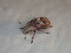Euparius