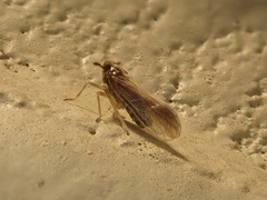 Tarophagus colocasiae