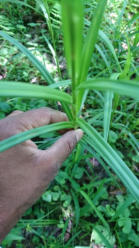 Image of Scirpus polyphyllus by (c) Sindupa De Silva, some rights reserved (CC BY)