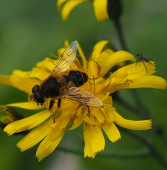 Eristalis jugorum