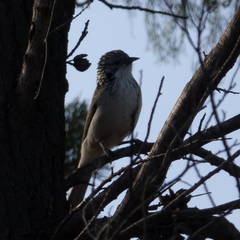 Plectorhyncha lanceolata