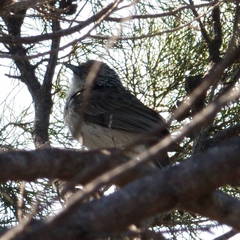 Plectorhyncha lanceolata