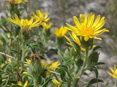 Heterotheca hirsuta