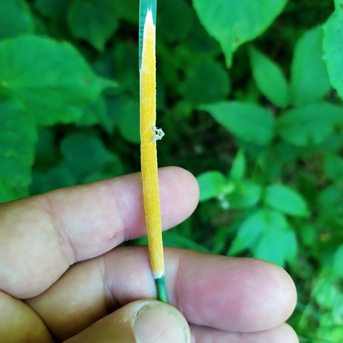 Žolinis žiedgrybis nuotrauka