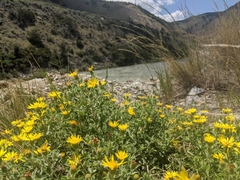 Heterotheca hirsuta