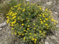 Heterotheca hirsuta