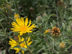 Heterotheca hirsuta