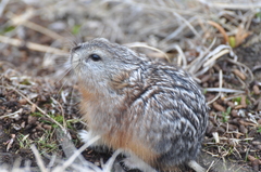 Dicrostonyx groenlandicus