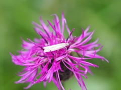 Crambus pratella