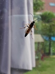 Ichneumon xanthorius