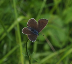 Cyaniris semiargus
